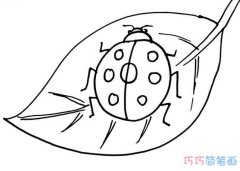 树叶上的七星瓢虫怎么画简单_瓢虫简笔画图片