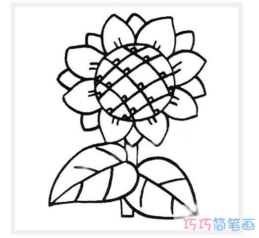 美丽向日葵花朵素描_向日葵简笔画图片