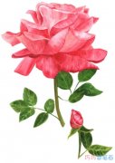 手绘漂亮的红玫瑰怎么画好看涂色_玫瑰花简笔画图片