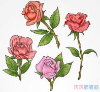 玫瑰花与各种花卉的彩色画法插画_玫瑰花简笔画图片