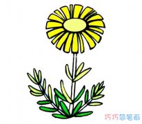 儿童漂亮雏菊的画法步骤图涂色_菊花简笔画图片