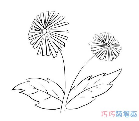 儿童简单好看雏菊画法_菊花简笔画图片