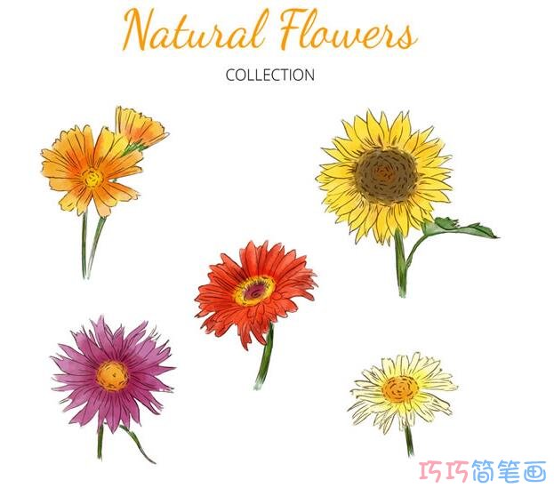 如何画简单的雏菊花束_菊花简笔画图片