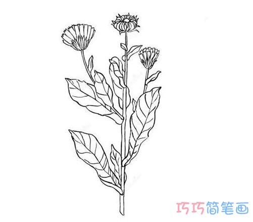 如何画简单的雏菊花束_菊花简笔画图片