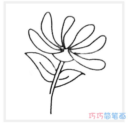 菊花步骤图怎么画更好看_菊花简笔画图片