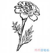 最美菊花素描如何画出美的韵味_菊花简笔画图片