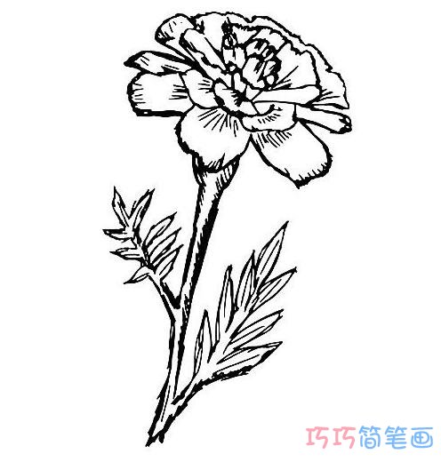 菊花素描如何画出美丽韵味_菊花简笔画图片