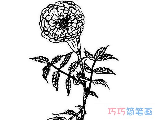 菊花素描如何画出美丽韵味_菊花简笔画图片