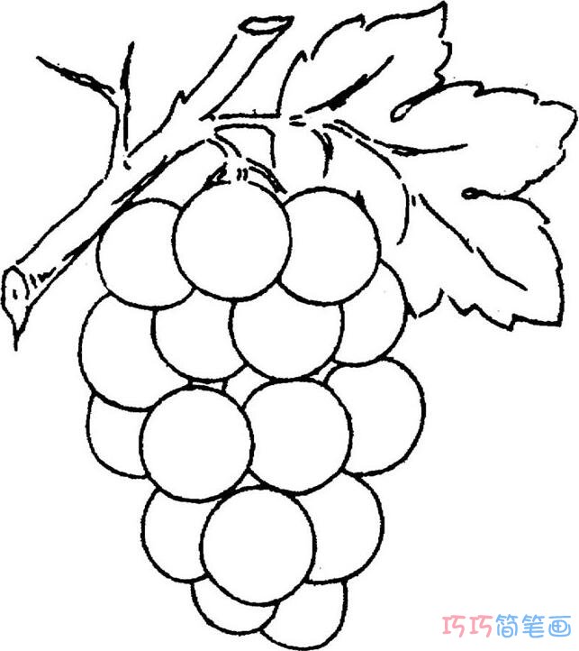 葡萄藤和葡萄要怎么画好看_简单葡萄简笔画图片