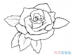 怎样画大朵又美丽的玫瑰花素描_玫瑰简笔画图片