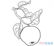 树上的苹果怎么画素描简单_苹果简笔画图片