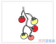 树上西红柿怎么画好看彩色_西红柿简笔画图片