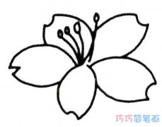 一朵简单漂亮樱花的画法步骤图_樱花简笔画图片