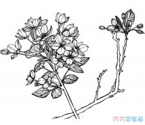 手绘樱花怎么画素描简单漂亮_樱花简笔画图片