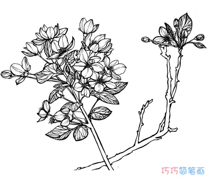 樱花花簇怎么画更好看_樱花简笔画图片