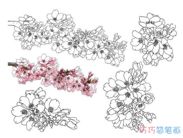 樱花花簇怎么画更好看_樱花简笔画图片