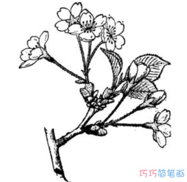 简单好看的樱花树枝的画法_樱花简笔画图片