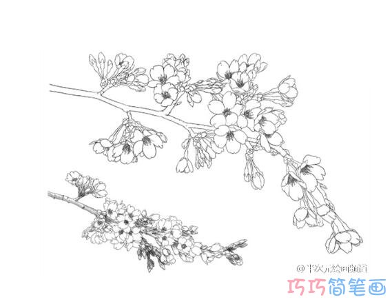 简单好看的樱花树枝的画法_樱花简笔画图片