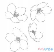 卡通樱花怎么画简单又漂亮_樱花简笔画图片