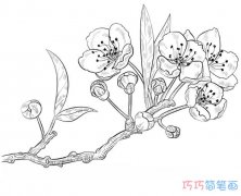 儿童漂亮樱花的画法手绘素描_樱花简笔画图片