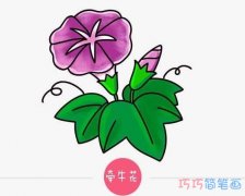 彩色牵牛花的画法步骤图简单漂亮_牵牛花简笔画图片