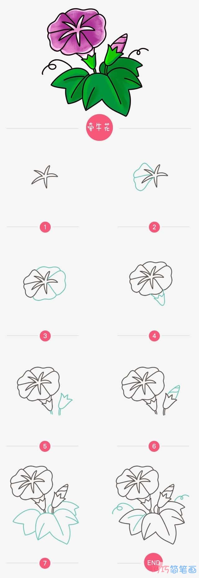 彩色牵牛花的简单步骤图_牵牛花简笔画图片