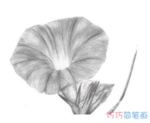 简单素描牵牛花的画法好看_牵牛花简笔画图片