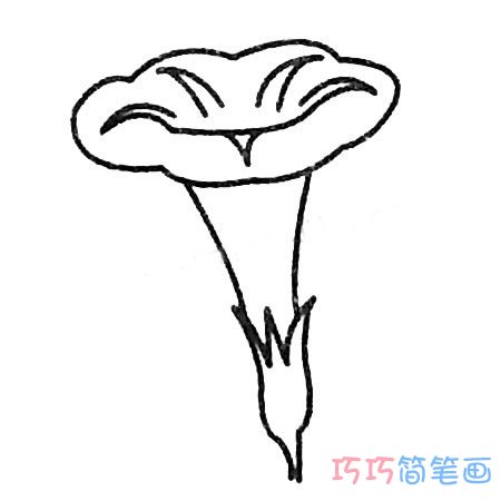 漂亮的牵牛花怎么画简单_牵牛花简笔画图片