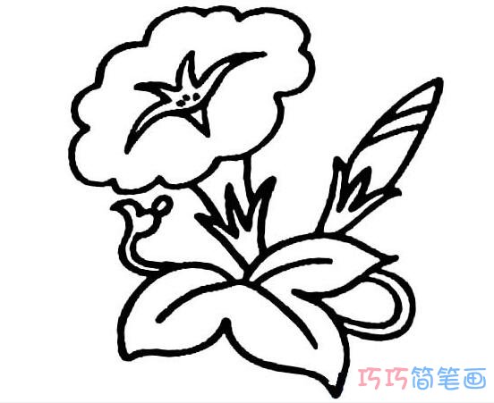 卡通简单的牵牛花好看步骤图_牵牛花简笔画图片