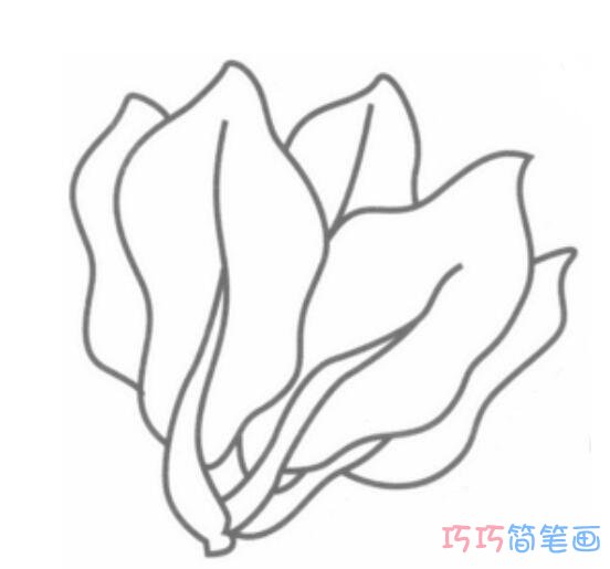 一株青菜怎么画简洁好看_青菜简笔画图片