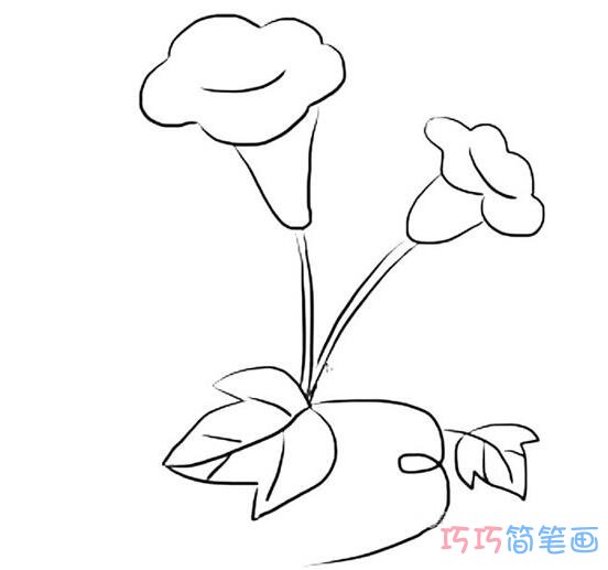 如何画美丽可爱的牵牛花儿童_牵牛花简笔画图片