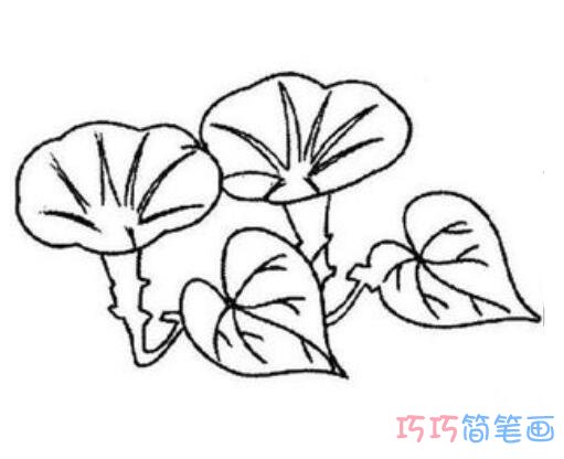 儿童简单可爱的牵牛花素描_牵牛花简笔画图片