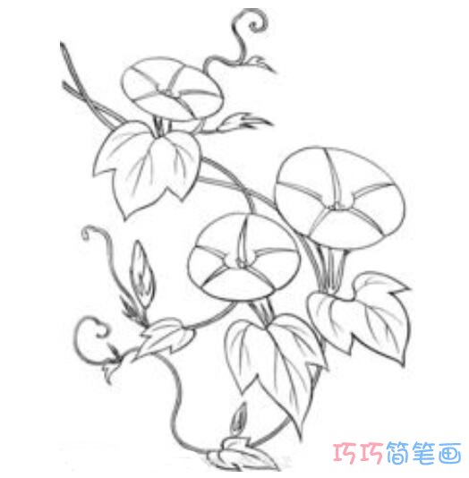 儿童简单可爱的牵牛花素描_牵牛花简笔画图片