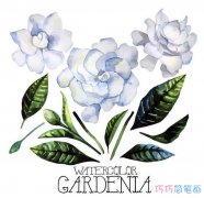 最漂亮的茉莉花水彩画简单_茉莉花儿童简笔画图片