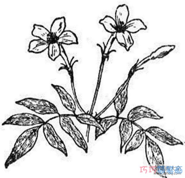 简单的茉莉花素描怎么画漂亮_茉莉花简笔画图片