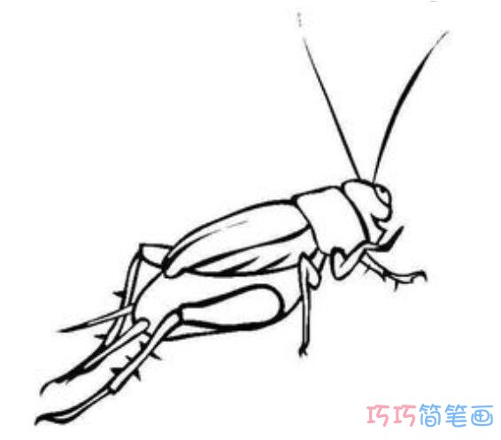 蟋蟀要怎么画好看_带步骤图蟋蟀简笔画图片