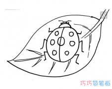 七星瓢虫素描怎么画带步骤图 瓢虫简笔画图片