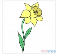 简单漂亮水仙花怎么画带颜色_水仙花简笔画图片