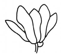 玉兰花的画法手绘带步骤图 玉兰花简笔画图片