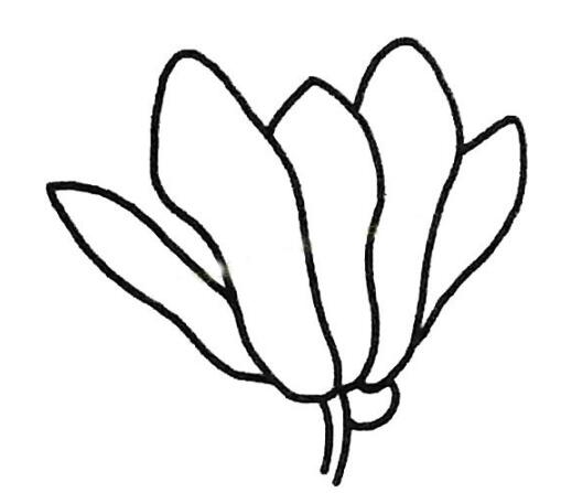 玉兰花怎么画简单_带步骤玉兰花简笔画图片