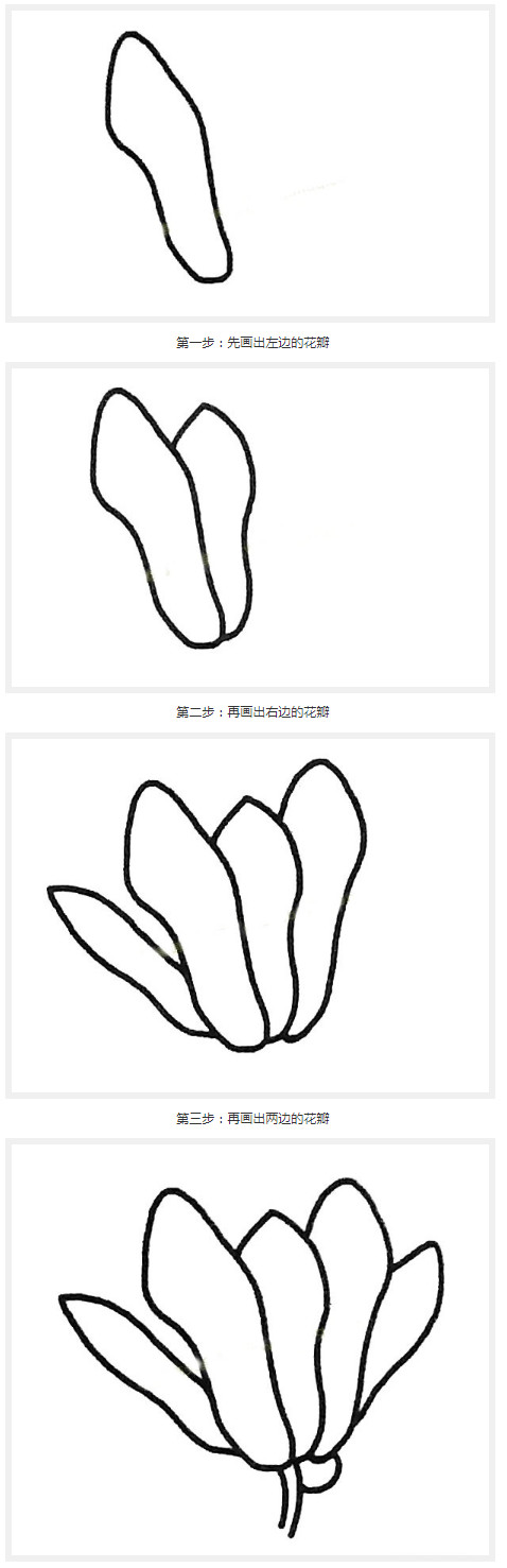 玉兰花怎么画简单_带步骤玉兰花简笔画图片