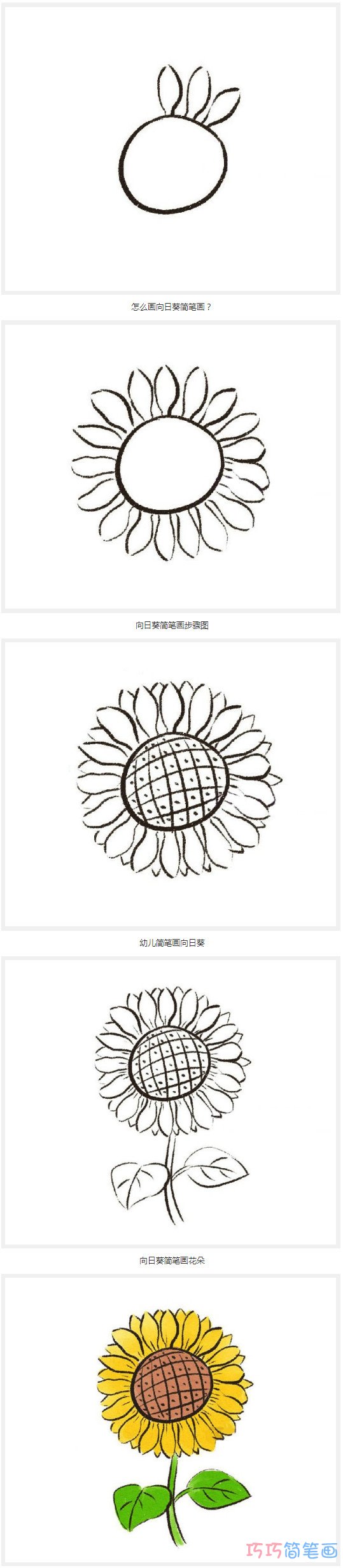 向日葵怎么画好看_带步骤图向日葵简笔画图片