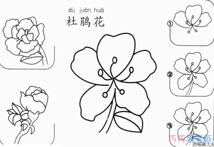 杜鹃花怎么画好看简单_带步骤图杜鹃花简笔画图片