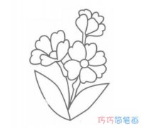 报春花的画法手绘带步骤图 报春花简笔画图片