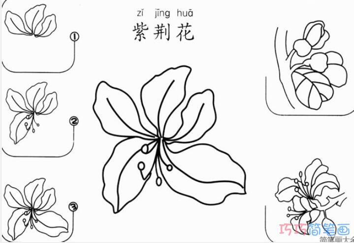 紫荆花怎么画简单易学_带步骤图紫荆花简笔画图片