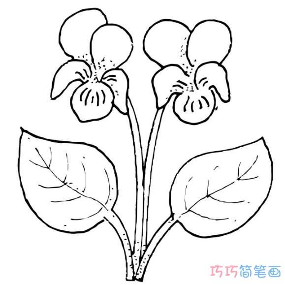 紫罗兰怎么画好看_紫罗兰简笔画图片