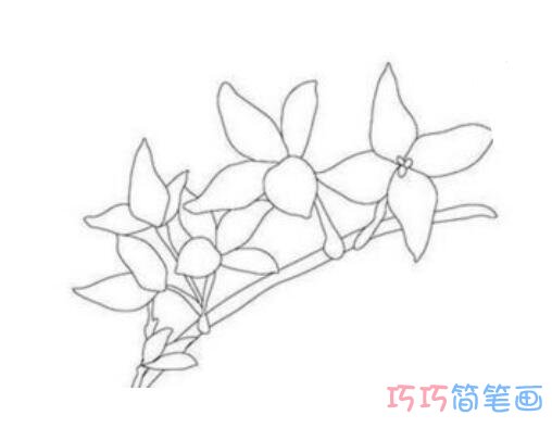 迎春花怎么画简洁可爱_迎春花简笔画图片