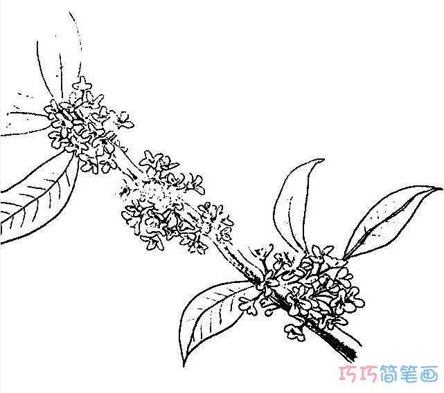 桂花手绘要怎么画简单好看_桂花简笔画图片