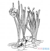 水仙花素描怎么画简单好看_水仙花简笔画图片