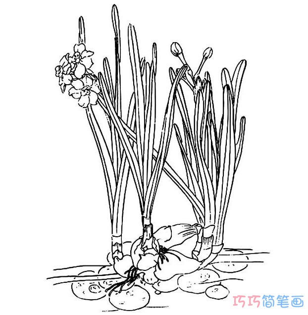 水仙花素描怎么画简单_水仙花简笔画图片